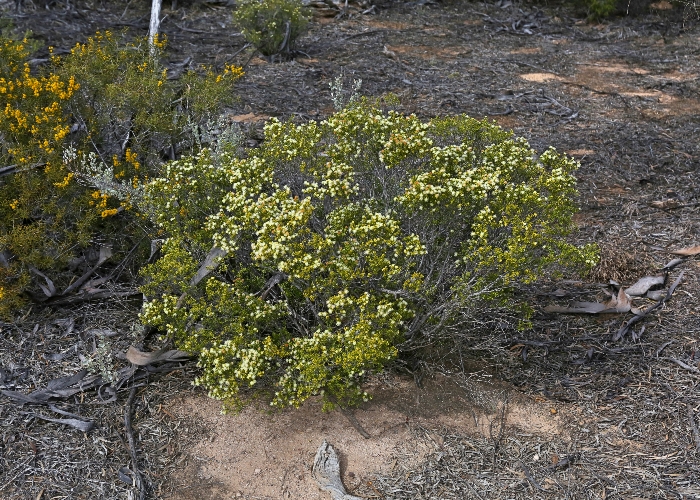 Western Australian Plants Rutaceae